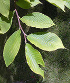 Szechuanica leaves.jpg