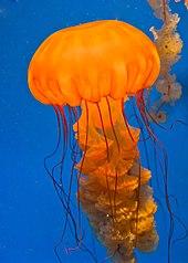 Chrysaora quinquecirrha.jpg