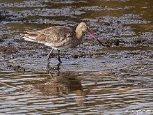 Aguja colinegra (Limosa limosa) (4876624616).jpg