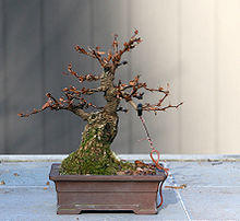 Berberis 2-16-08.jpg