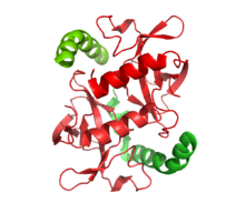 A small dimer representing the structures of two toxin molecules is associated with the c-terminal domains of the associated antitoxin molecules in the ccdAB addiction module.