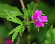 Geranium February 2008-1.jpg