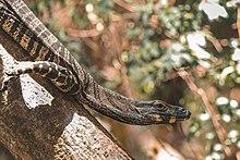 Goanna Head 2.jpg