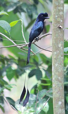 Greater racket-tailed drongo @ Kanjirappally 01.jpg