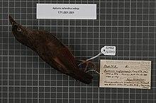 Naturalis Biodiversity Center - RMNH.AVES.143307 1 - Aplonis zelandica subsp. - Sturnidae - bird skin specimen.jpeg