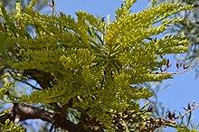 Nuytsia floribunda MRDonald Nuytsia floribunda MRDonald DSC 3588 (21675430734).jpg