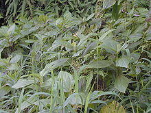 Starr 020925-0129 Boehmeria grandis.jpg