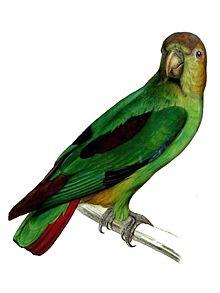 Touit purpuratus.jpg