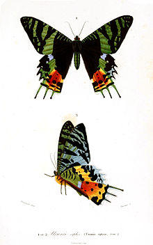 Urania riphaeus engraving.jpg