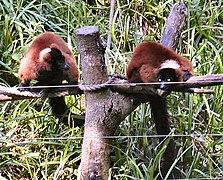 Red-ruffed lemur.jpg