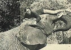 A middle-aged caucasian woman lies on top of the head of a male African elephant. She has a surprised, fearful look, and is trying to avoid falling off.