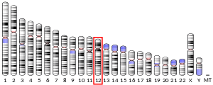 Chromosome 12 (human)