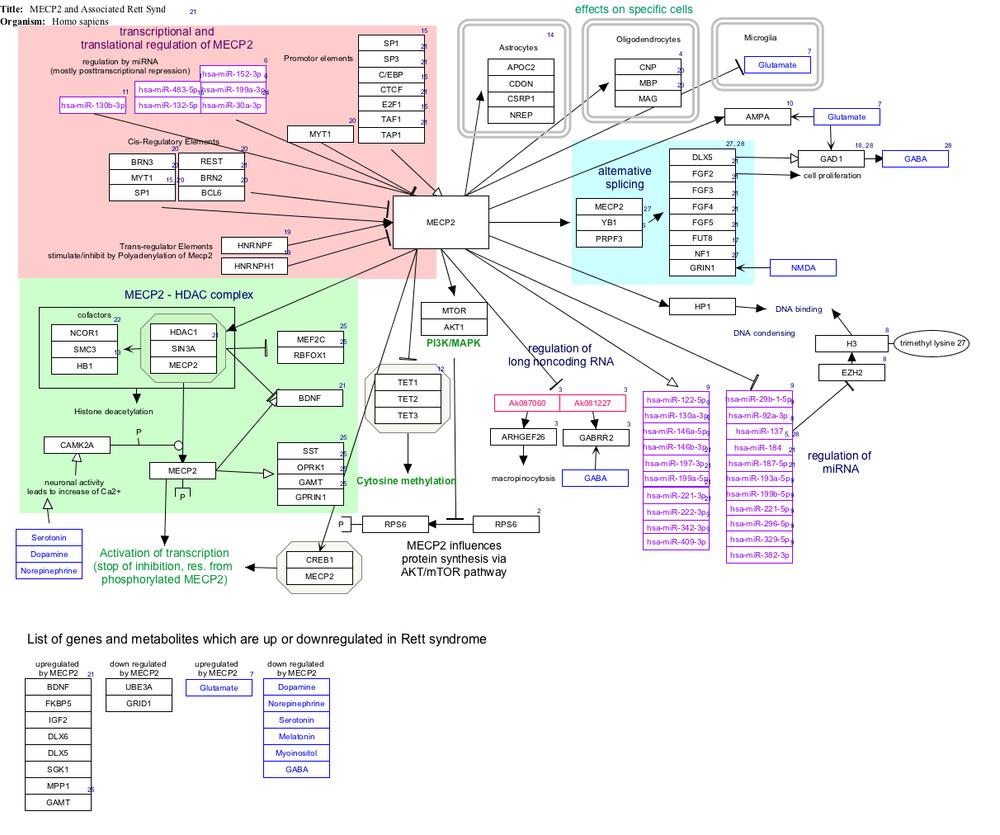 MECP2_and_Associated_Rett_Syndrome_WP3584