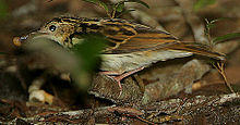 Flickr - Rainbirder - Sokoke Pipit (Anthus sokokensis) with a snail.jpg