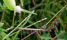 Ischaemum species W2 IMG 2174.jpg