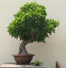 Japanese Wisteria, 1925-2007.jpg