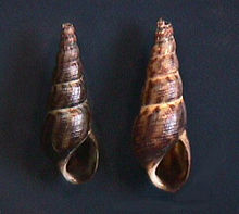 Melanoides tuberculata 010.jpg
