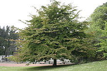 Morlanwelz Mariemont JPG22a.jpg