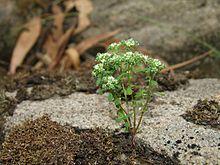 Poranthera microphylla BalukWillam100106-0679hi.jpg