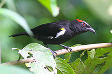 Scarlet-browed Tanager (Heterospingus xanthopygius (8079749074).jpg