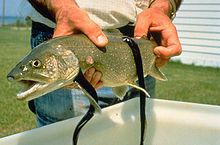 Sea Lamprey fish.jpg