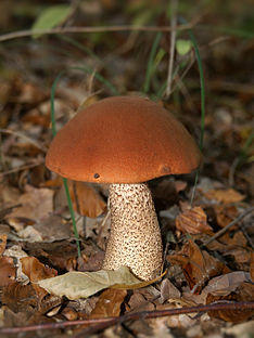 Leccinum aurantiacum.jpg