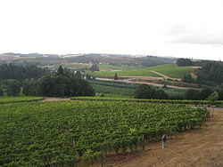 Willamette Valley Vineyards.jpg