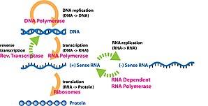 extended central dogma