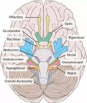 Brain human normal inferior view with labels en.svg