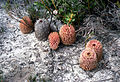 CSIRO ScienceImage 2915 The Creeping Banksia Banksia repens Western Australia.jpg