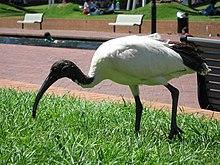 AustralianWhiteIbis gobeirne.jpg