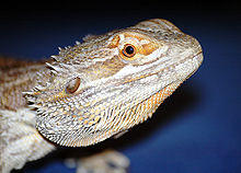 Bearded Dragon - close-up.jpg