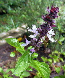 Cinnamon Basil Cary NC IMG 4092.jpg