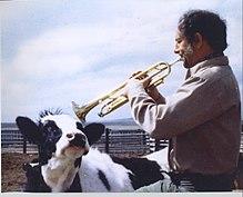 Dad playing the trumpet for the cow.jpg
