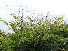 David Elm with DED 2.jpg