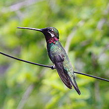 Heliomaster squamosus Stripe-breasted Starthroat (M) 01.jpg