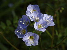 Polemonium reptans 2009.jpg
