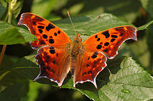 Question Mark Polygonia interrogationis Wings 3008px.jpg