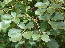 Starr 080716-9306 Tabebuia serratifolia.jpg