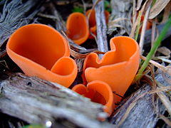 Aleuria aurantia 1.jpg