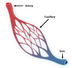 Capillary system CERT.jpg