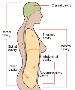 Scheme body cavities-en.svg