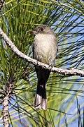 Hispaniolan Pewee (Contopus hispaniolensis) (8082782665).jpg