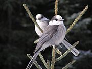Perisoreus canadensis pair.jpg