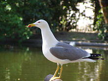 2004-04-10 Larus michahellis ad.jpg