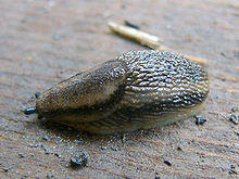 Arion distinctus 1.jpg