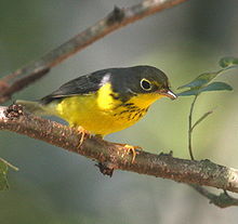 Canada Warbler on Bough.jpg