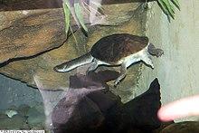 Chelodina parkeri 1zz.jpg