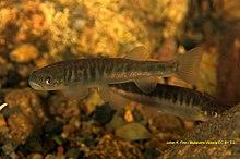 Galaxias olidus.jpg