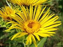 InulaHelenium.jpg